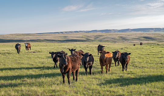 A herd of cattle on the prairie near Val Marie, Saskatchewan, Canada