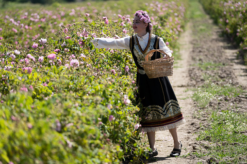 Kazanlak, Bulgaria - June 5, 2021: Young girl in black traditional Bulgarian clothing gathers pink roses of rosa damascena variety in a wicker basket during the annual Kazanlak Rose Festival