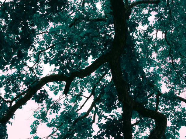 Tree branch down to up picture presenting greenish environment