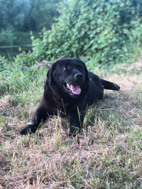 istock Dog my friend 1323336041