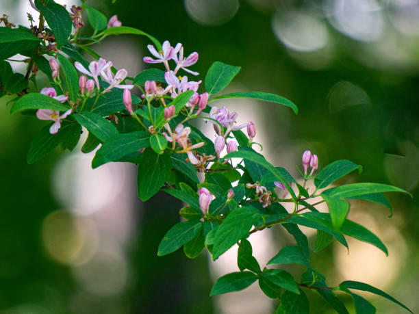 istock Flowers of Honeysuckle or forest honeysuckle in the forest in spring. 1323336241