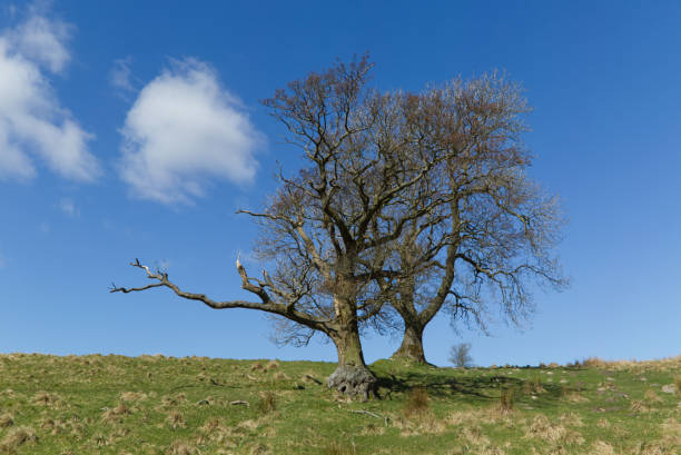istock English countryside 1323336265