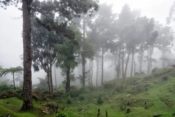 Photo of Bukit Larut is one of tourist attraction in Taiping, can be reached by 4x4 ride with serene foggy environment weather, Malaysia.