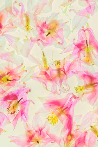 istock columbine flowers decorative background 1323337658