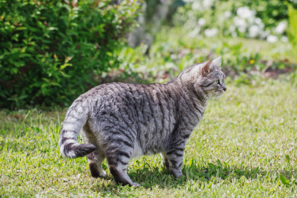 istock A gray mongrel cat walks in a green meadow on a sunny summer day. 1323338507