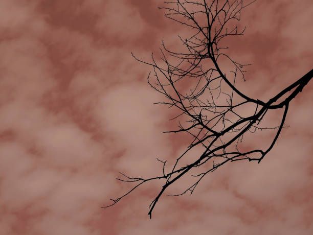 Right side dry plant wood presented on beautiful cloudy background