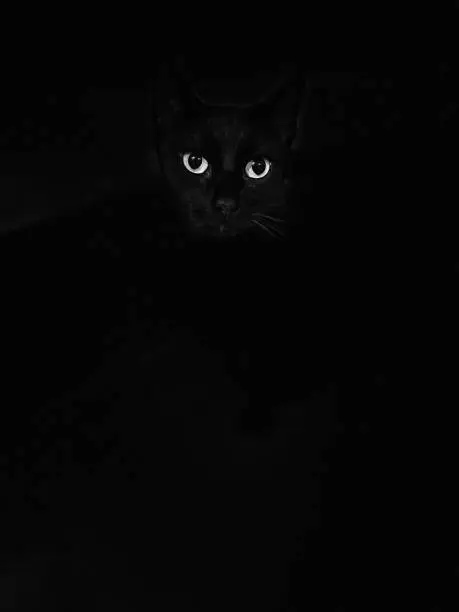 Photo of Black cat pointed on eyes black background isolated