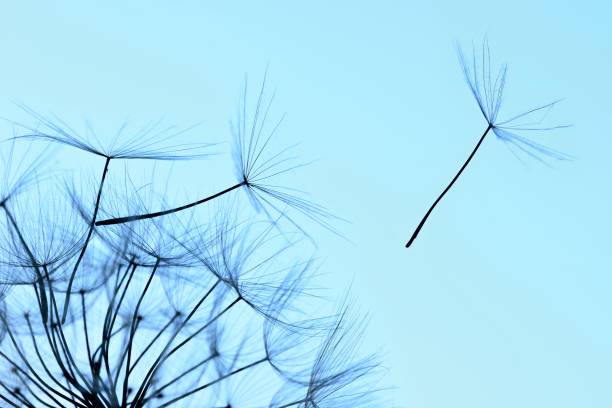 istock Winged seeds flying away from a dandelion head 1323339905