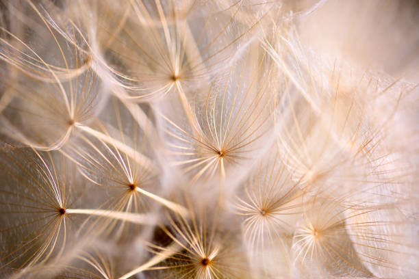 istock Winged seeds of dandelion head plant 1323339908