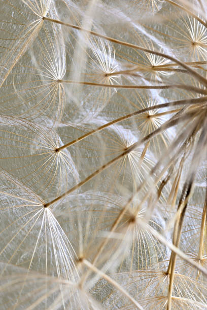 istock Winged seeds of dandelion head plant 1323339911