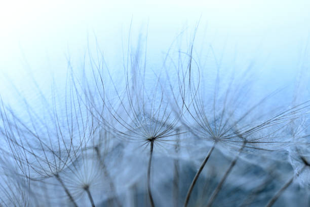 istock Winged seeds of dandelion head plant 1323339914