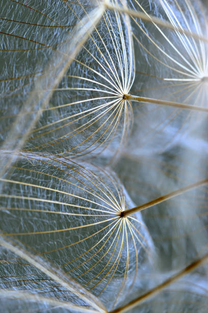 istock Winged seeds of dandelion head plant 1323339921