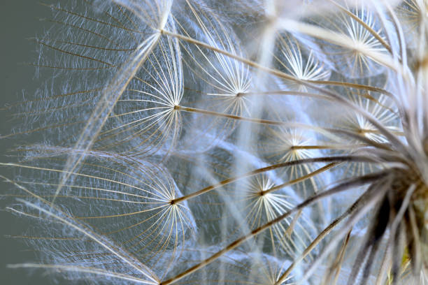 istock Winged seeds of dandelion head plant 1323339928