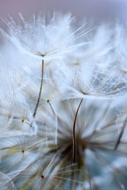 istock Winged seeds of dandelion head plant 1323339932