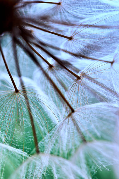 istock Winged seeds of dandelion head plant 1323339935