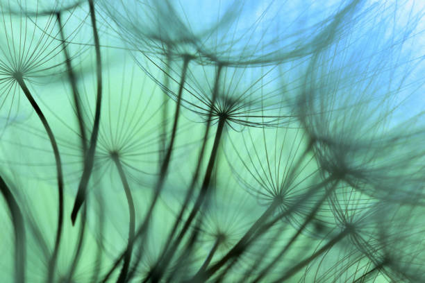 istock Winged seeds of dandelion head plant 1323339948