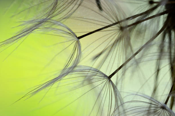 istock Winged seeds of dandelion head plant 1323339949
