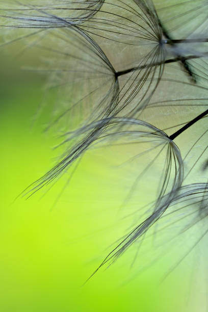 istock Winged seeds of dandelion head plant 1323339954
