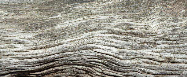 istock Weathered surface of a driftwood branch 1323340385