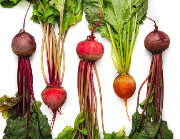 Beet harvest