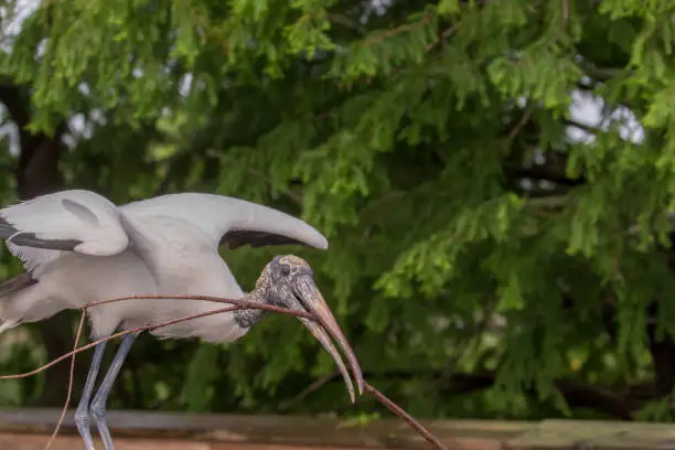A woodstork with a twig to take to its nest