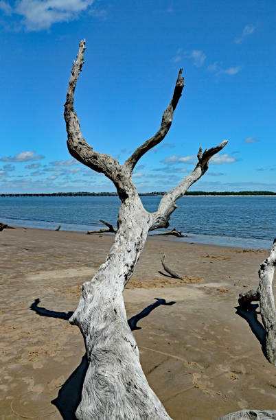 istock Driftwood branch extending toward the sky 1323341420