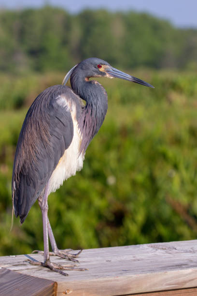 Tri Colored Heron Tri Colored Heron resting on a boardwalk tricolored heron stock pictures, royalty-free photos & images