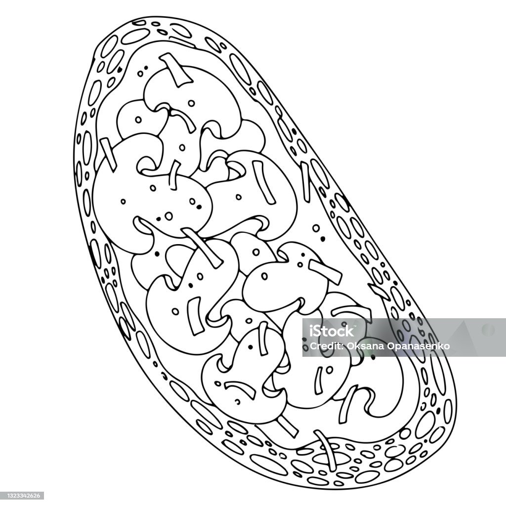 Sandwich dengan mentega dan jamur sampanye. Bruschetta, apa yang terjadi? Resep makanan sehat. Vegetarianisme. Gambar sederhana dalam gaya kartun. Ilustrasi vektor. - Bebas Royalti Boga bahari vektor stok Sandwich dengan mentega dan jamur sampanye. Bruschetta, apa yang terjadi? Resep makanan sehat. Vegetarianisme. Gambar sederhana dalam gaya kartun. Ilustrasi vektor. - Bebas Royalti Boga bahari vektor stok