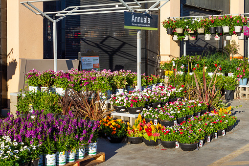 Victorville, CA, USA – June 6, 2021: Flower display at the garden center at Home Depot in Victorville, California.