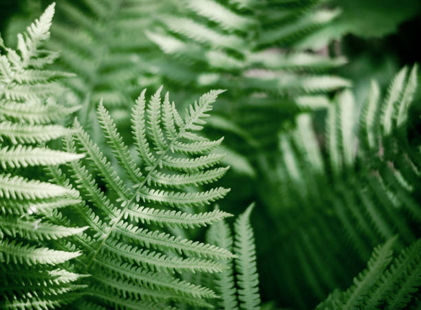 istock Fern leaf close up with selective focus. Natural background from fern leaves. 1323346570