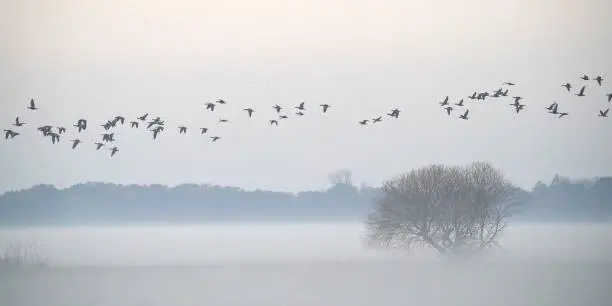 Photo of Flock of geese flying over foggy grassland