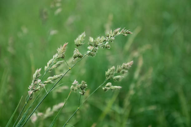 istock Spikelets of grass grows on blurred green summer field background 1323348927