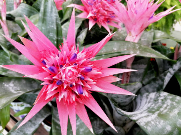 Aechmea fasciata beautiful pink flower close-up stock images Bromeliad Primera flower detail stock photo. Exotic flowering Silver Vase Plant detail stock images aechmea fasciata stock pictures, royalty-free photos & images