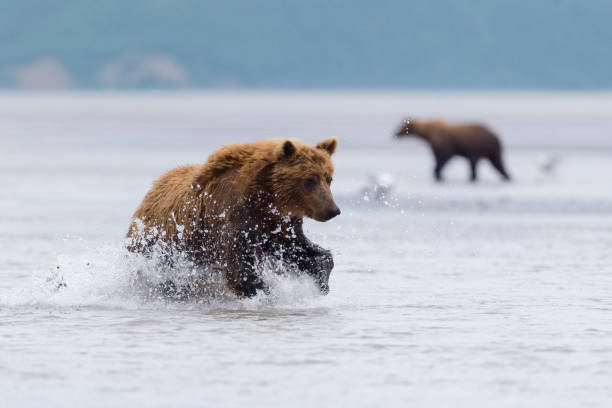 istock Grizzly, brown bear, Alaska 1323349352
