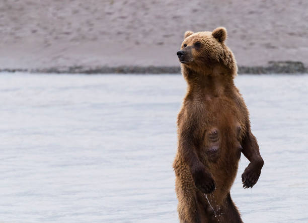 istock Grizzly, brown bear, Alaska 1323349360