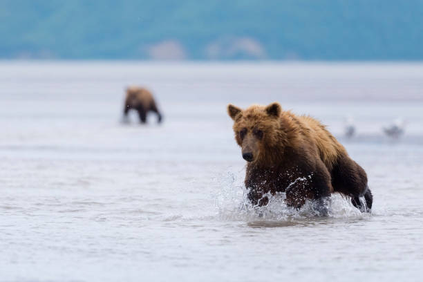 istock Grizzly, brown bear, Alaska 1323349370