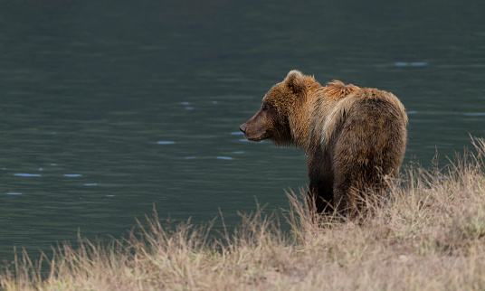 Grizzly bear, Ursus arctos horribilis, in its natural habitat, Alaska.\nBear fishing in the river.