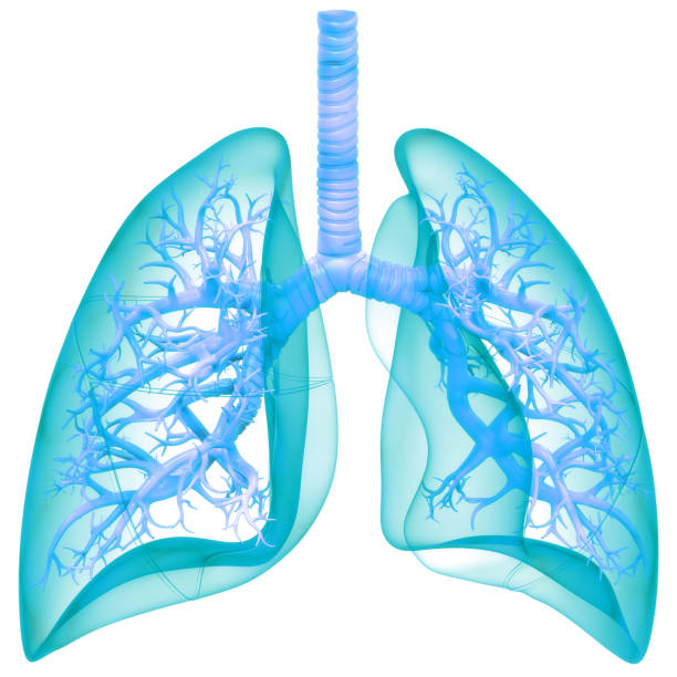 istock Human Respiratory System Lungs Anatomy 1323350344