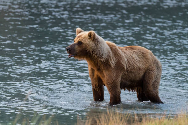 istock Grizzly, brown bear, Alaska 1323350356