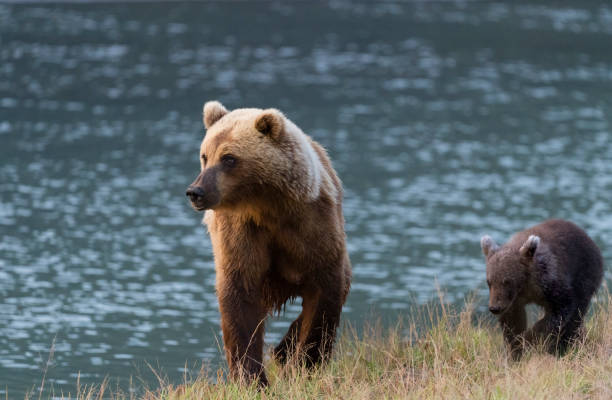 istock Grizzly, brown bear, Alaska 1323350545