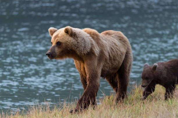 istock Grizzly, brown bear, Alaska 1323350558