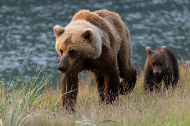 istock Grizzly, brown bear, Alaska 1323350701