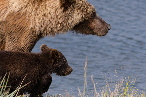 Grizzly bear, Ursus arctos horribilis, in its natural habitat, Alaska.\nClose-up of a profile view of the mother and her cub.