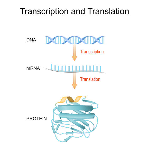 dna- und rna-, mrna- und proteinsynthese. unterschied zwischen transkription und übersetzung. - protein stock-grafiken, -clipart, -cartoons und -symbole