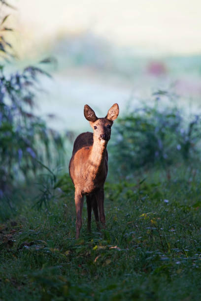istock Roe deer watching the photographer 1323350943