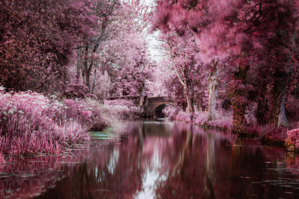 istock Surreal pink trees and foliage reflected in calm river water 1323351031