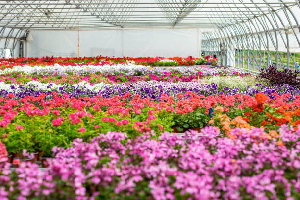istock Flowers in green house 1323351715