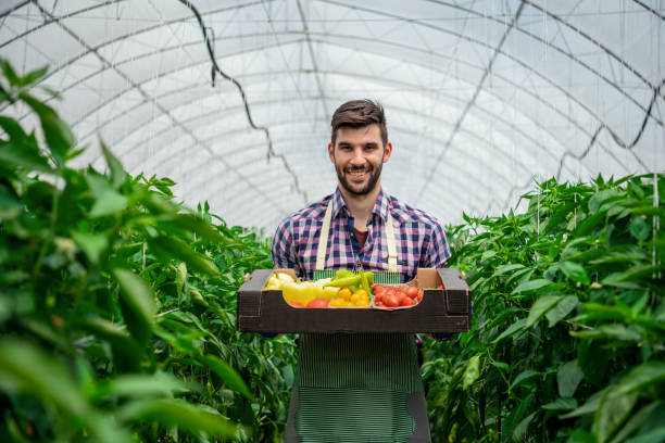 joven cosechando verduras frescas de su granja bio - greenhouse pepper vegetable garden agriculture fotografías e imágenes de stock