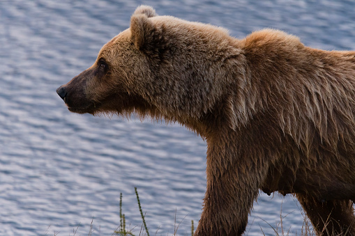 Grizzly bear, Ursus arctos horribilis, in its natural habitat, Alaska.\nVery near close-up of a female animal walking near the river.