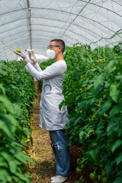 wissenschaftlerin in maske und handschuhen injiziert chemikalien in tomaten, die in einem gewächshaus an ästen hängen - genetic modification dna tomato genetic research stock-fotos und bilder